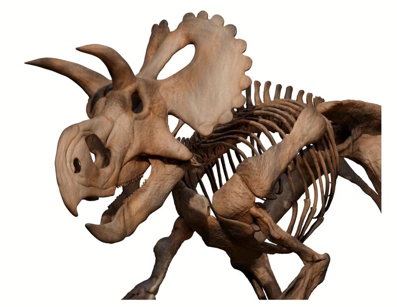 Yehuecauhceratops mudei skeleton