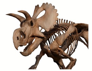 Yehuecauhceratops mudei skeleton