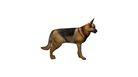 German Shepherd Dog