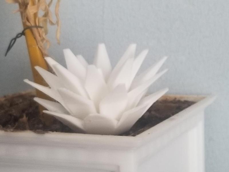 No Support Succulent Plant