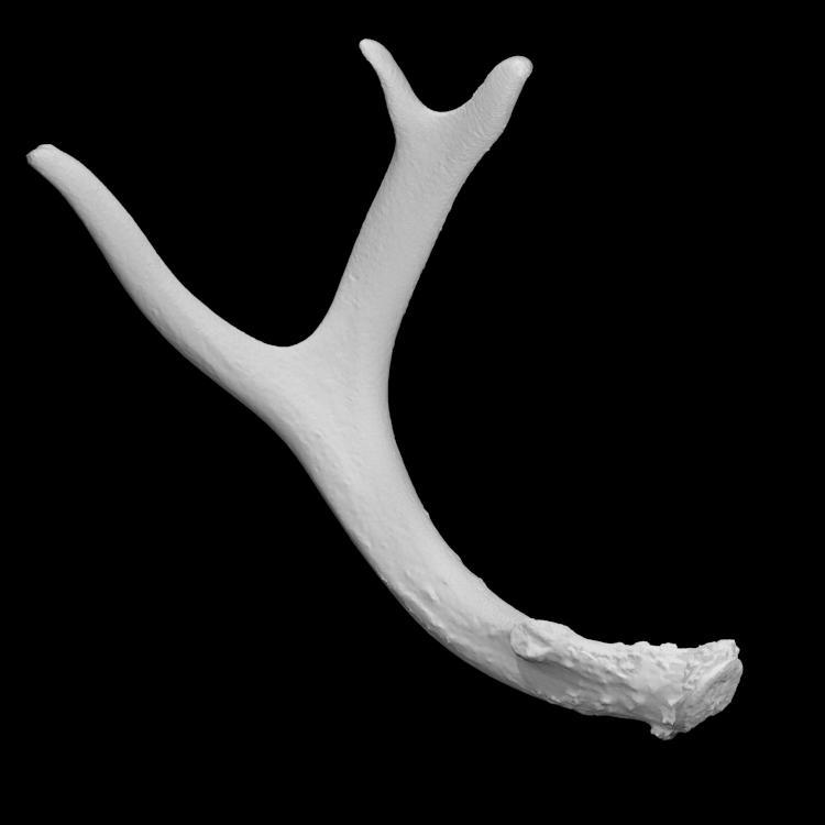 Deer Antler