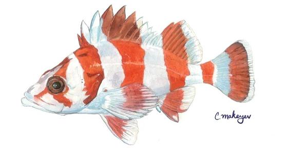 Flag rockfish, Grouper