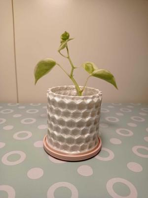 PANAL/Hexagon Hive Planter