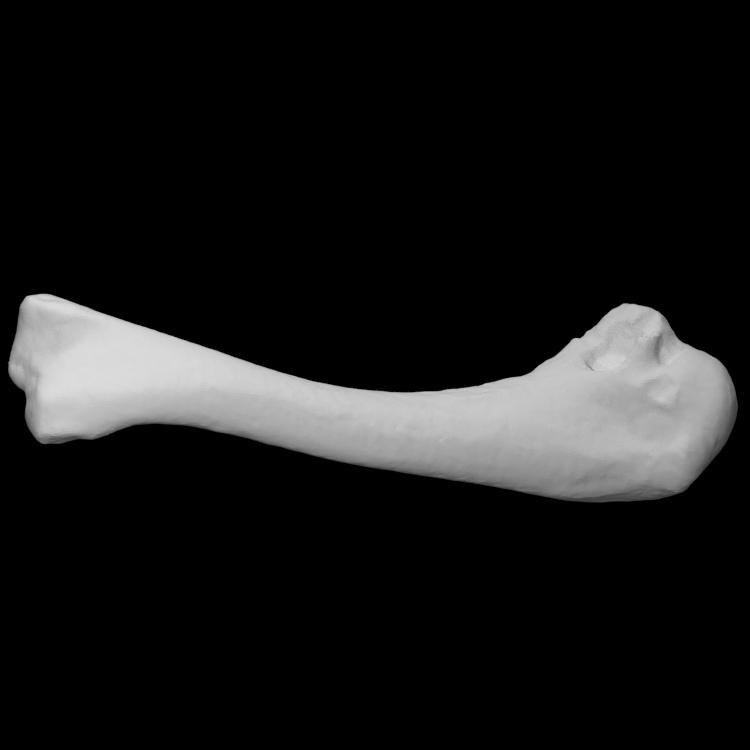Chicken Humerus