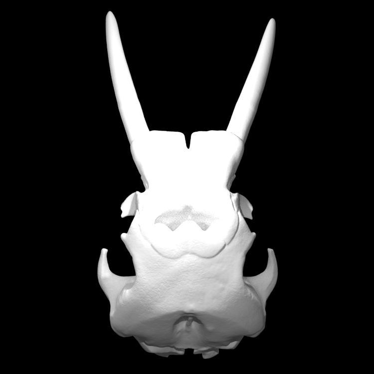 African Forest Elephant Skull