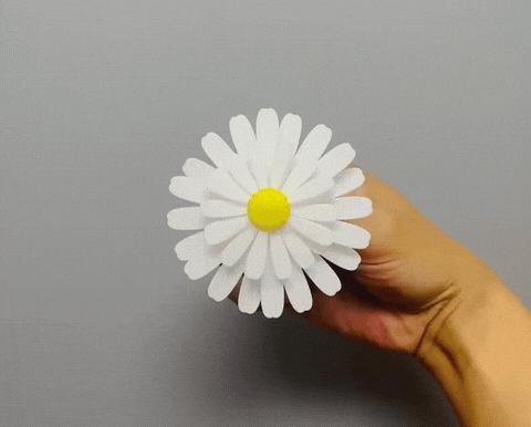 A Spinning Daisy