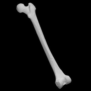 Human femur