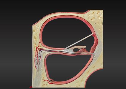 3D Model of Section through the Central Spiral of the Cochlea