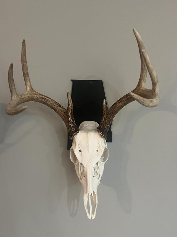 State Skull Mount / Alabama