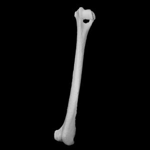 Right humerus of a fox