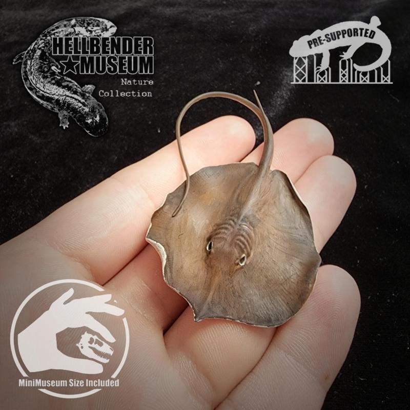 Giant Freshwater Stingray Urogymnus polylepis