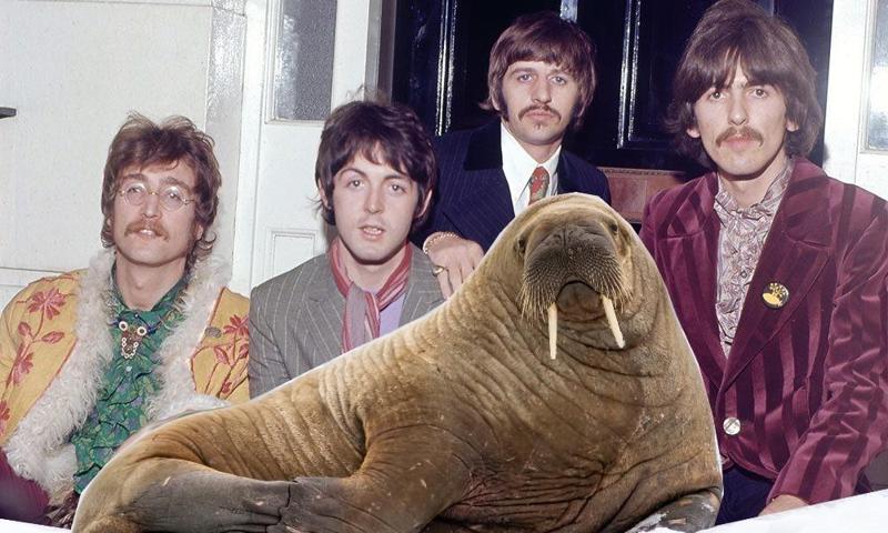 The Beatles as the Walrus