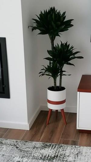 VASO