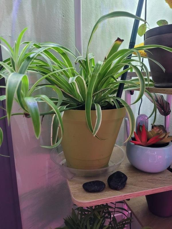 Customizable Nursery Plant Pot