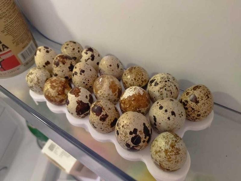 18_quail_egg_holder