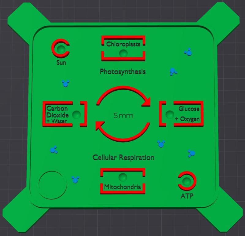 Circle Of Life Graphic Organizer