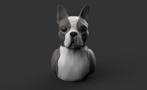 Bostduck Terrier - Boston Terrier