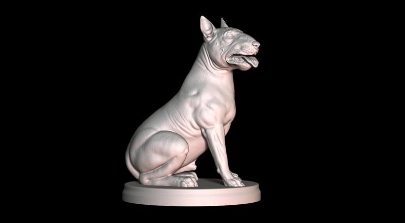 Bull Terrier Sitting