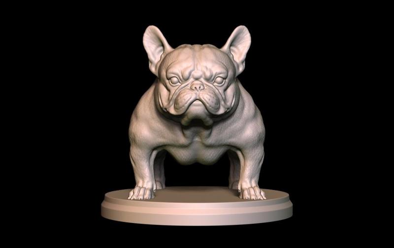 The exotic Frenchbulldog