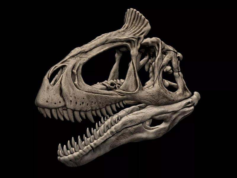 Cryolophosaurus Skull