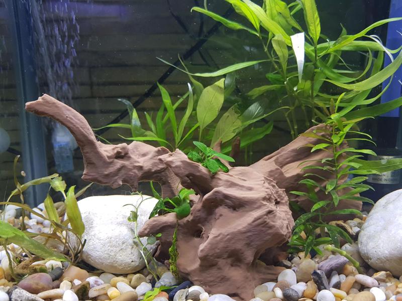 Aquarium driftwood decoration
