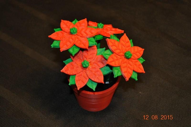 Poinsettia in a flower pot