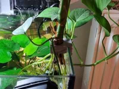 Plant support for fishtank