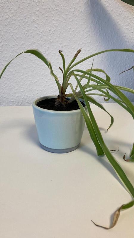 7cm Untertopf/Saucer