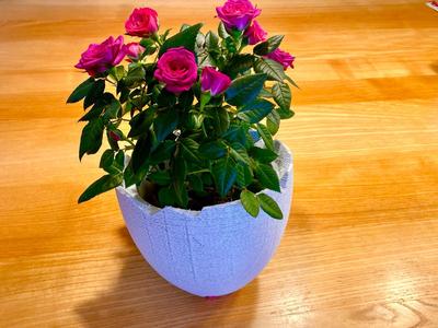 Self watering Egg flower Pot