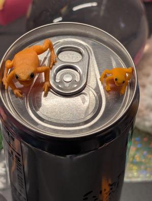 Pumpkin Toadlet (small, screaming)