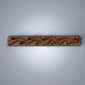 Centipede key holder and coat rack