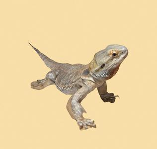 Free 3D Bearded Dragon Scan – Pay What You Feel is Fair