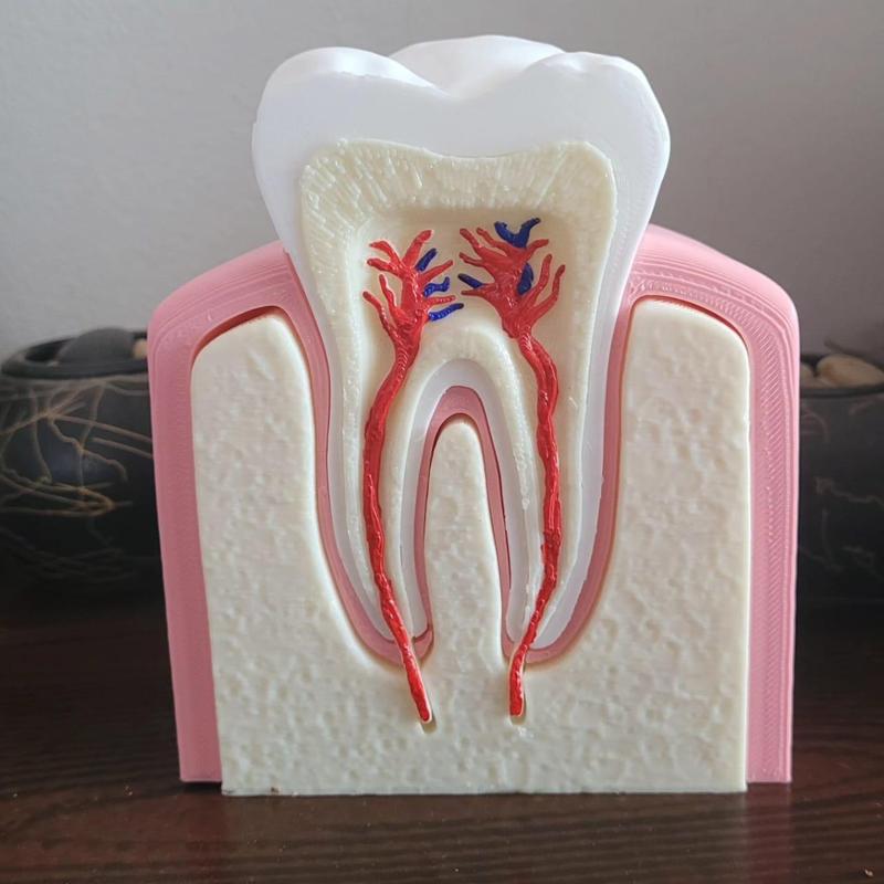 Tooth with didactic sockets