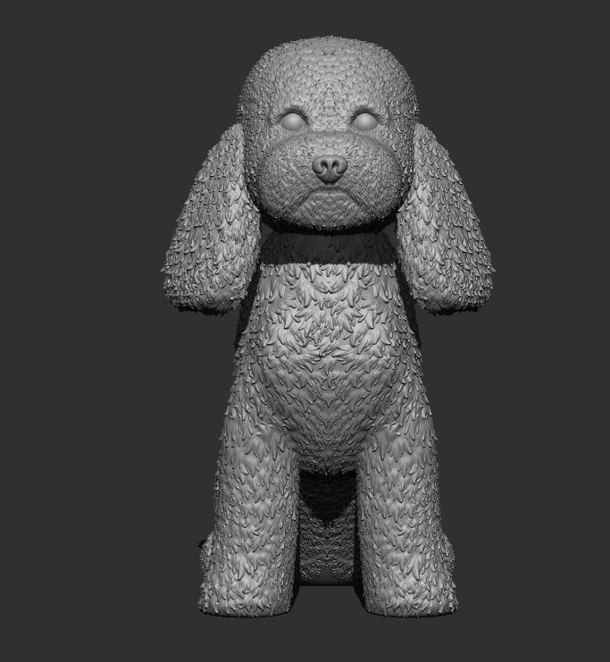 Stylish Poodle Dog - Curly Coat and Elegance