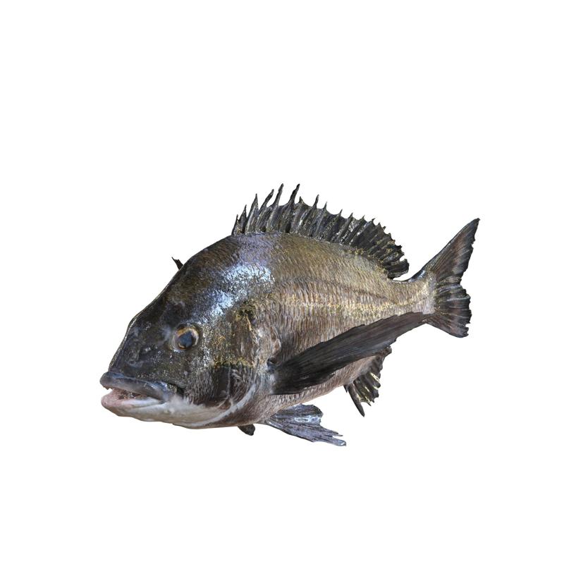 Blackhead Seabream Acanthopagrus Schlegelii marine Ray Finned Fish Belonging Family Sparidae SHARK DOLPHIN Orcinus orca RIVER OCEAN SEA