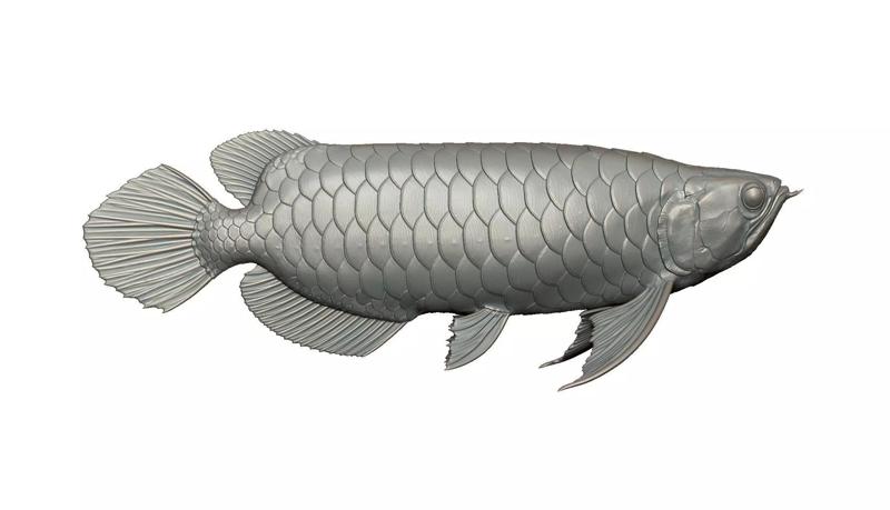 AROWANA DRAGON FISH