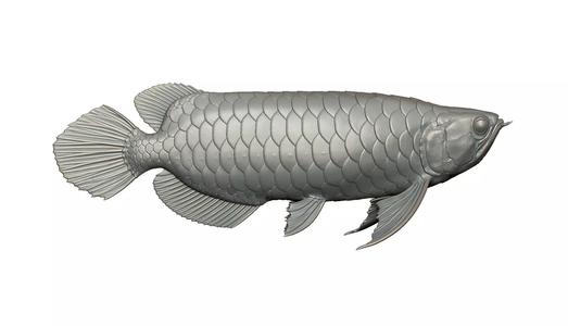 AROWANA DRAGON FISH