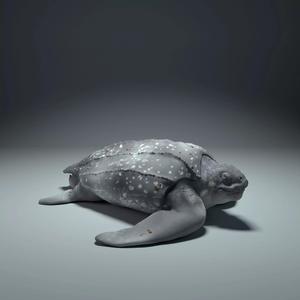 Leatherback Sea Turtle