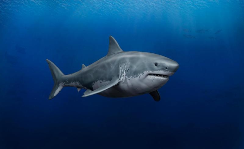 Great White Shark