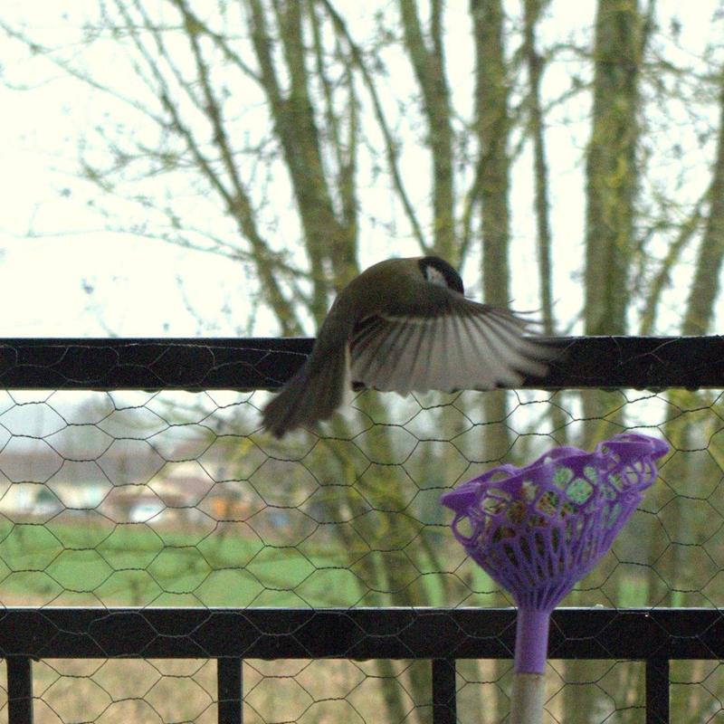 bird feeder to plant.