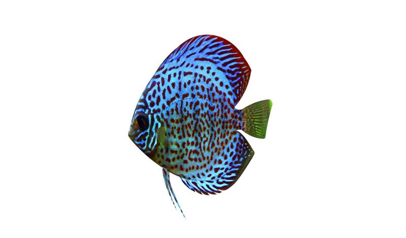 POISSONS FISH 3D MODEL ORCHID FISH OCEAN SEA ROCK