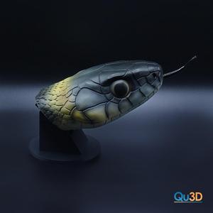 Grass Snake - Natrix Natrix Portrait