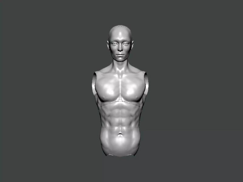 3D Model-ANATOMY0028 human torso
