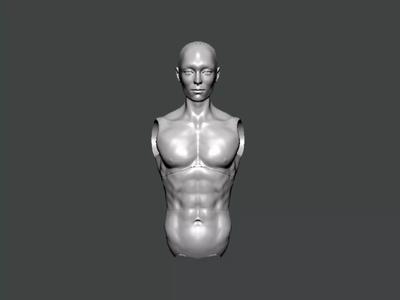 3D Model-ANATOMY0028 human torso