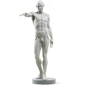 Ecorche