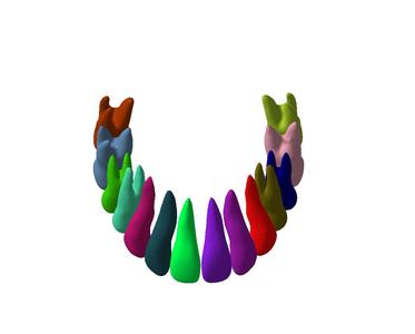 Maxilla with teeth in 16 parts segmented