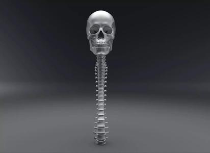 Human Skull and Spine Articulated 3D Model Collection