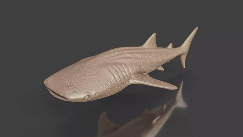 Sea Friends Whale Shark