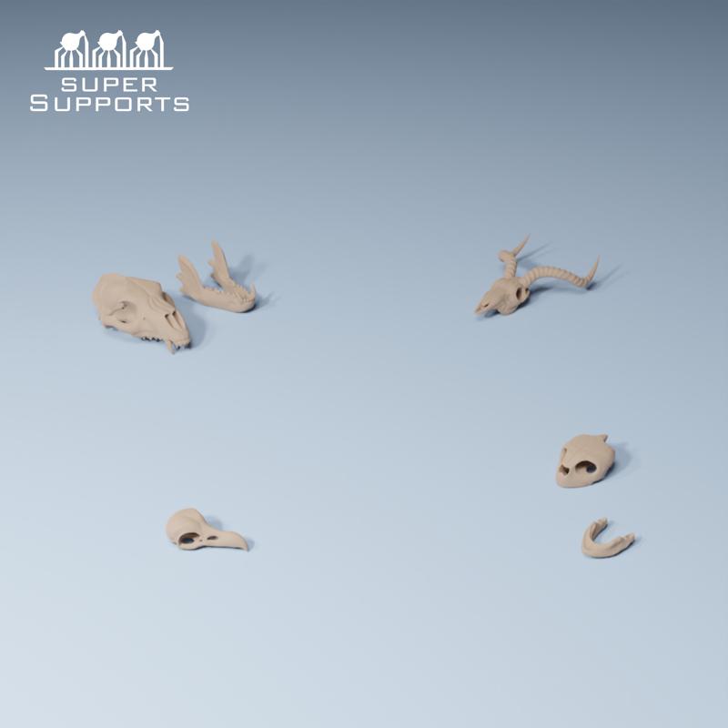 Animal skulls group 3