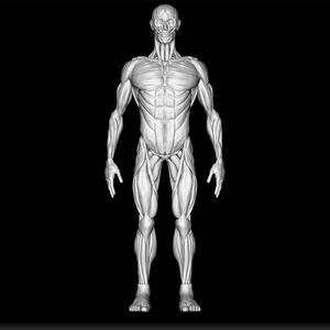 Anatomy Human Muscles - Medical Muscle Model - Human Muscle Structure STL - 3D Anatomy Print - Muscle Diagram Sculpture